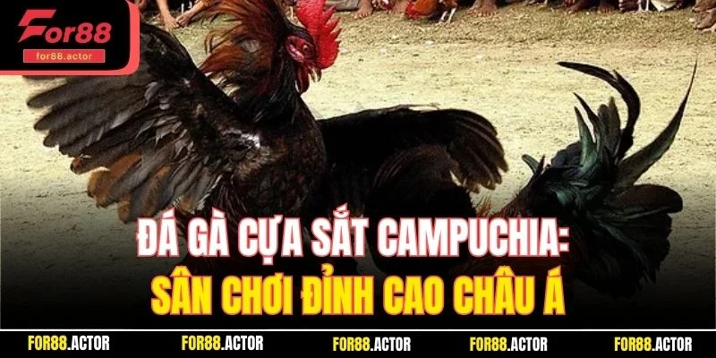 Đá Gà Cựa Sắt Campuchia - Sân Chơi Đỉnh Cao Châu Á Top 1