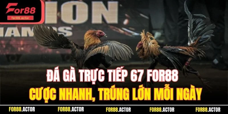 Đá Gà Trực Tiếp 67 Tại For88 – Cược Nhanh, Trúng Lớn Mỗi Ngày