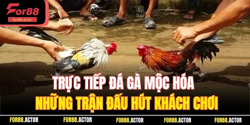 Trực Tiếp Đá Gà Mộc Hóa - Những Trận Đấu Hút Khách Chơi Số 1